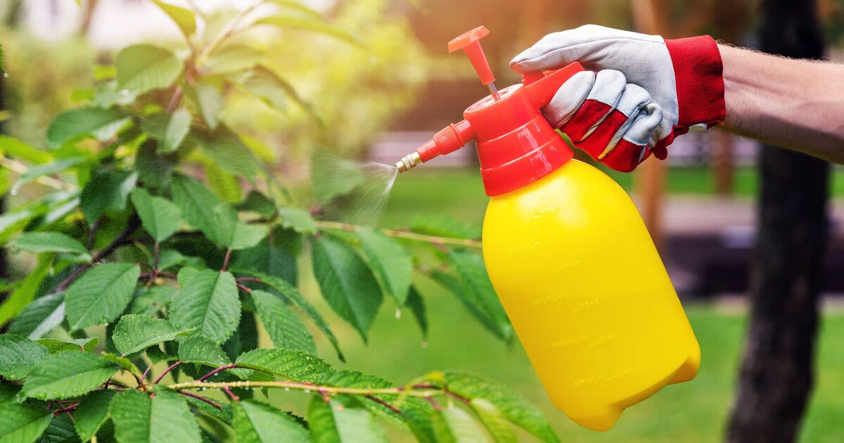 'Homemade weed killer’ is the easiest method to the plant from your home