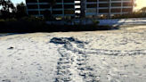 Mother sea turtles arrive at Fort Myers Beach