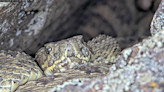 Watch: Pregnant rattlesnakes slither over each other in Colorado ‘mega-den’