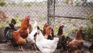 CDC Warns Again of Salmonella Tied to Backyard Poultry | Fox 11 Tri Cities Fox 41 Yakima