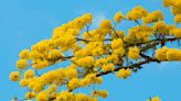 20 Ornamental Trees That Will Add Some Pizzazz to Your Yard