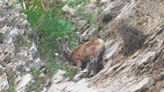 90 minutes with a musk deer in Gurez