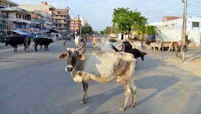 What do you call stray cows? In Rajasthan you will call them 'destitute' not 'stray'