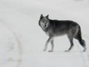 Activists Are Defining Hunters by One Wyoming Man Who Tortured a Wolf. What Are Actual Hunters Doing About It?