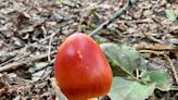 There's more to this curious orange mushroom than meets the eye