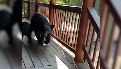 Close encounters of the bear kind: Family at Pigeon Forge get porch view of mama and cubs