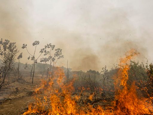 Um a cada quatro hectares do Brasil pegou fogo nas últimas quatro décadas, aponta MapBiomas | GZH