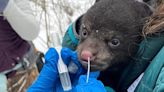 Researchers sample bears, deer for COVID-19 to see how the virus spreads