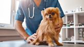 Phosphofructokinase Deficiency in Dogs: Symptoms, Causes, & Treatments