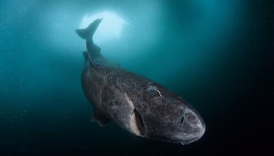 This Shark Lives 400 Years. Its DNA May Explain Why.