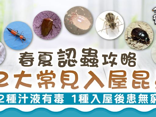 春夏認蟲攻略｜12大常見入屋昆蟲 2種汁液有毒 1種入屋後患無窮