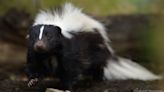 How to get rid of skunk odor on you, pets, furniture