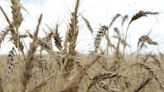 Australian trial of gene-edited wheat aims for 10% bigger yields