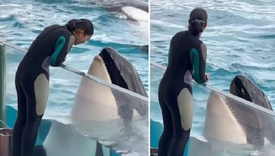 Killer Whale Mimics Woman's Movements In Adorable Viral Video