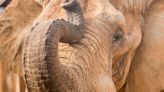 Zoo Knoxville places Tonka Elephant under hospice care