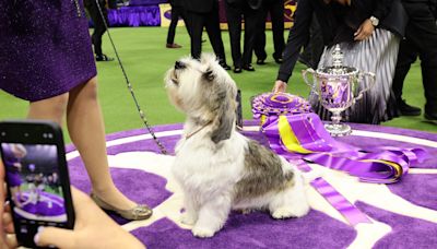 Westminster dog show 2024: Time, channel, free streaming schedule, best in show