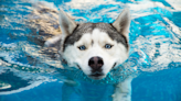 Husky’s Excitement Over Human Getting Out the Kiddie Pool Is Full of Sweetness