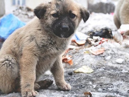 Día del Perro Callejero: una ONG estima que en la Argentina hay más de 20 millones de animales que viven en las calles