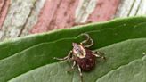 Tick season is here in Michigan: What to know