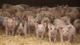 China dispute with EU creates turbulent time for pork trade - Farmers Weekly