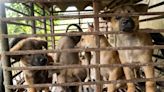 Two Puppy Fattening Farms for the Dog Meat Trade Shut Down and Surrender Animals to Rescue
