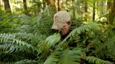Explore Oregon Podcast: How to harvest ferns, plants from national forests for free