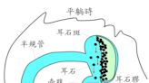 〈陳建志醫師專欄〉耳石症易復發 老年人或鼻過敏者尤甚