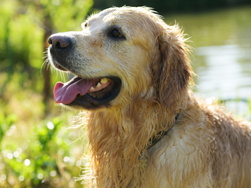 ‘Dink’ Dad Gives His Golden Retriever the ‘Airbud’ Treatment During Day at the Lake