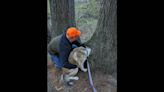 Curious dog pokes head in tree and gets stuck, NH rescuers say. ‘Not a common thing’