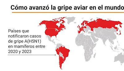 Crecen los casos de gripe aviar en vacas: ¿podría mutar y producir epidemia en humanos?