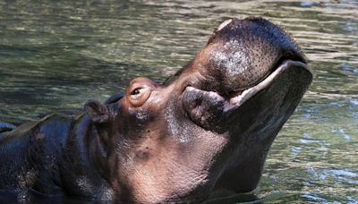 Woodland Park Zoo makes difficult decision to euthanize hippo