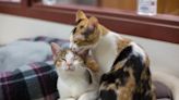 Cat Finally Notices New Fur Sibling for the First Time After 5 Days and It’s Priceless