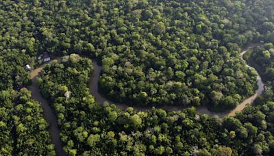 Brazil to allow miles of selective logging in effort to preserve the Amazon