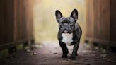 French Bulldog Stolen at Gunpoint