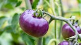 USDA Approves Genetically Modified, Antioxidant-Rich Purple Tomato
