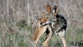 The Times podcast: Coyotes go urban; humans freak out