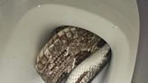 Shocked homeowner in Alabama finds snake in toilet