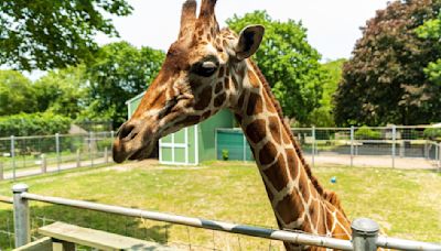 Long Island Game Farm defends care of giraffe who died