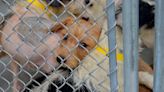 Maryland man pleads in animal cruelty case involving over 100 dogs and cats