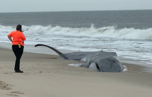Beached fin whale at Delaware Seashore State Park dies; necropsy to be performed