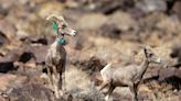 Can bighorns, a bullet train and a huge solar farm coexist in the Mojave Desert?