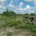 Palo Alto Battlefield National Historical Park