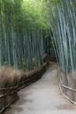 Bamboo Forest (Kyoto, Japan)