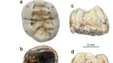 An ancient tooth found in a cave proves an extinct species of archaic humans lived in southeast Asia over 130,000 years ago