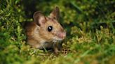 Garden pro reveals how to keep mice out your garden for good with a £3 hack