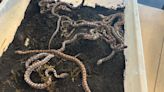 Snake produces 14 babies after rare 'virgin birth'