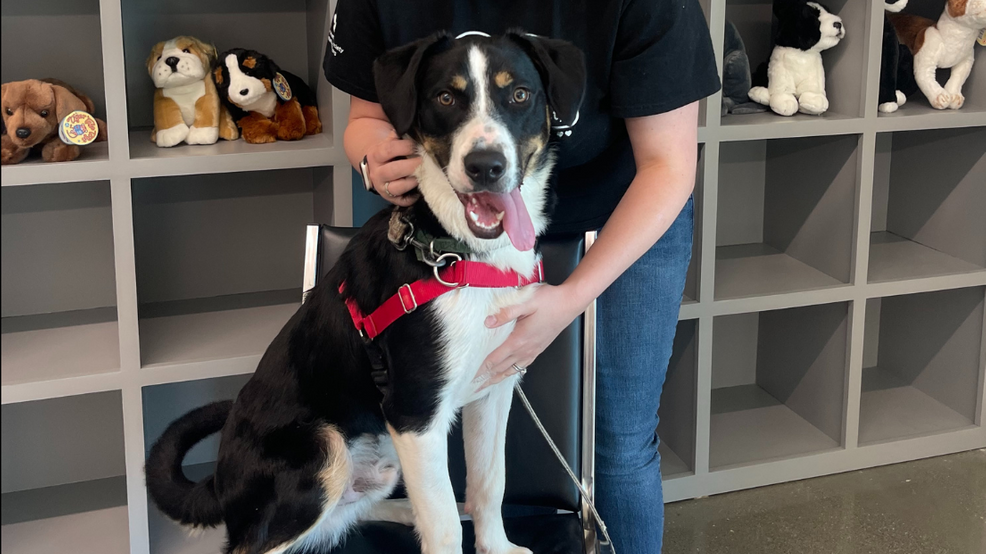 PET OF THE WEEK: Adopt Hunter, the one year old Border Collie mix looking for a family