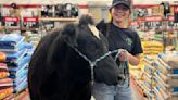 Is that a steer in Tractor Supply?