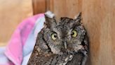 Close call for a screech owl: Bird on the mend in Eastham