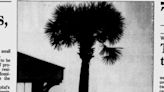 From the archives: Southport saves a palm tree from Disney's 'Spies'